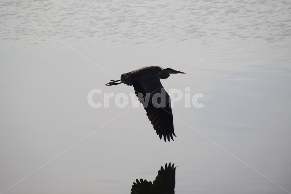 왜가리,새,대형조류,야생동물,heron,철새,동물,animal,조류,새,birds
