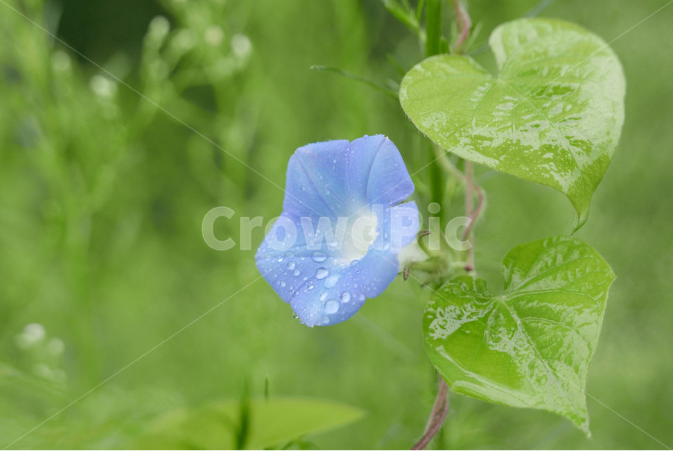 flower,꽃,plant,식물,나팔꽃,파랑,이슬,녹색,식물,자연,plants,nature,꽃,flower