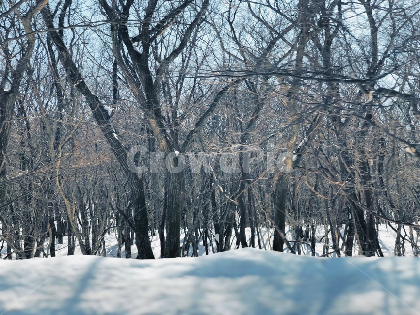 나무,겨울,가지,눈,앙상함,겨울,계절,winter,season,자연,풍경,nature,landscape,outdoors,옥외,blizzard,눈보라,storm,폭풍,snow