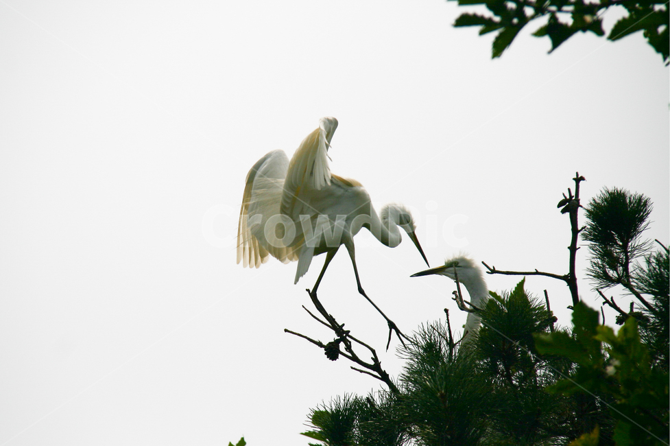 백로,소나무,하늘,둥지,날개,동물,animal,조류,새,birds
