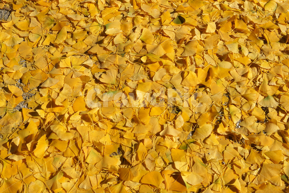 은행나무,잎,단풍,가을,자연,패턴,식물,노랑색,ginkgo,leaf,maple,fall,nature,pattern,plant,yellow
