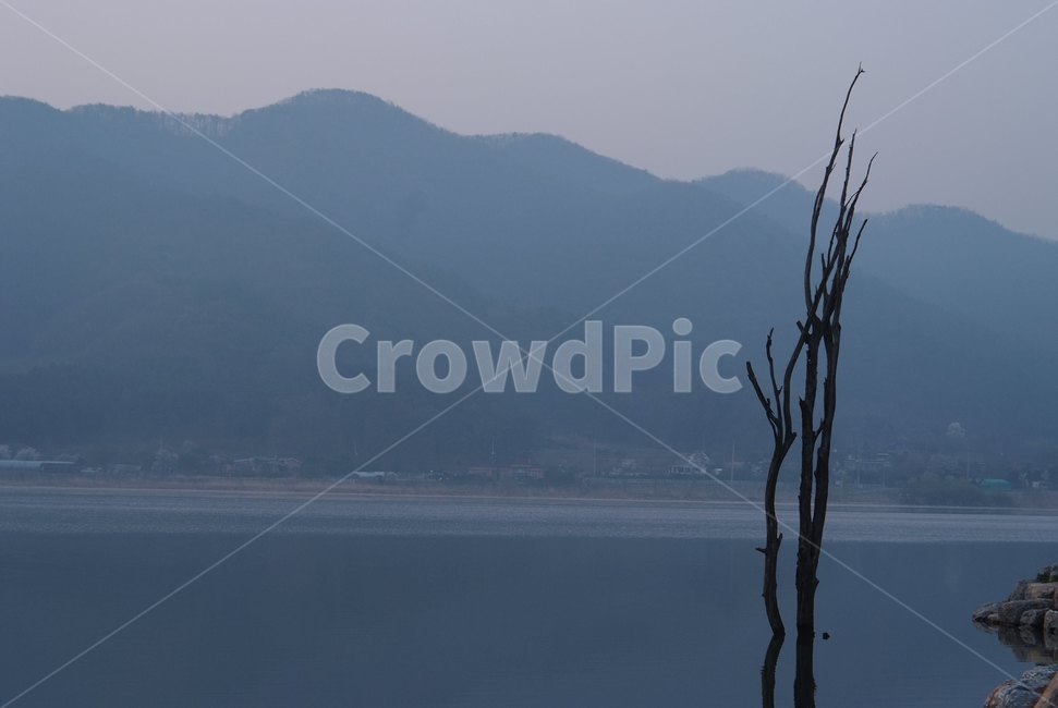 두물머리,나무,물안개,새벽,강,river,water,fog,morning