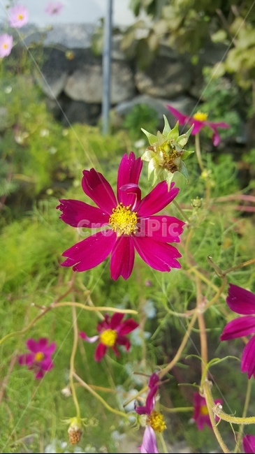식물,plant,화분,pollen,화단