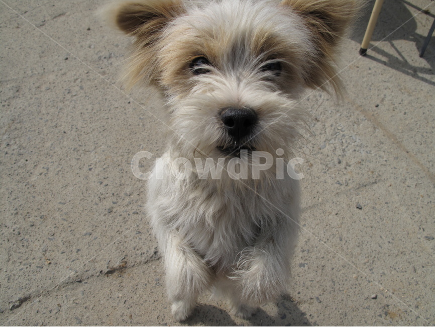 시골,강아지,귀여운,브라운,동물,화이트,멍멍이,그림자,thecountry,puppy,cute,brown,shadow,white,animal,동물,animal,포유류,mammal,개,강아지,dog,doggy