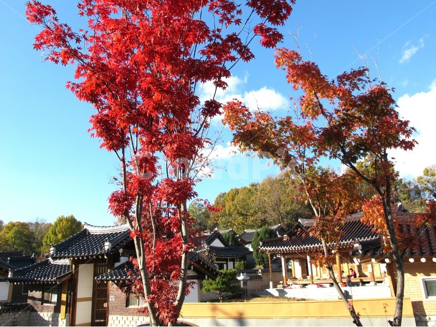 가을,전주,korea,koreamaple,단풍,가을,계절,fall,autumn,season,한국전통,한국문화,korean traditional,korean culture,식물,자연,plants,nature,나무,trees,wood,tree,plant,maple
