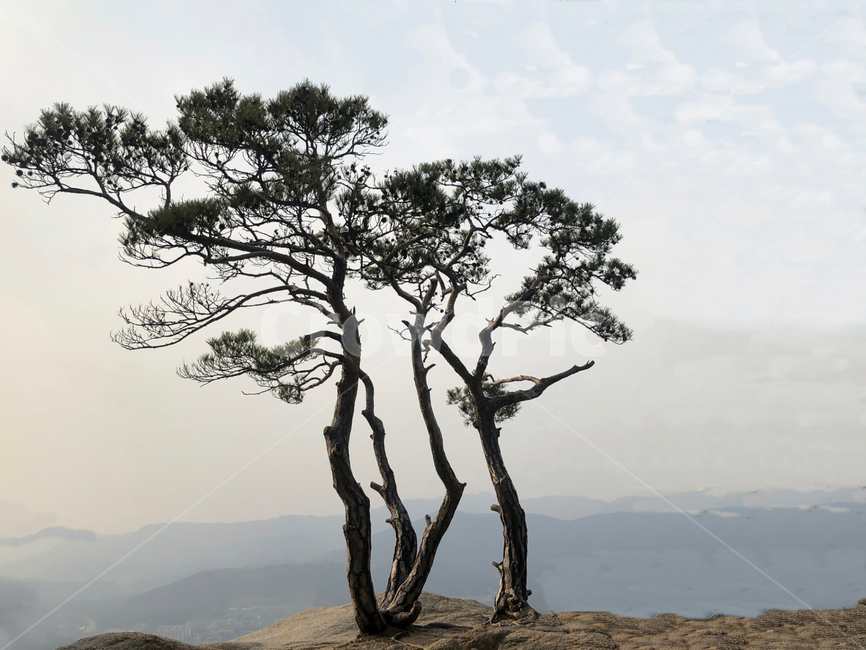 소나무,평화로운,경치,봄,배경이미지,pinetree,background,peaceful,scenery,spring,pure,pine,landscape,tree,옥외,outdoors,자연,nature