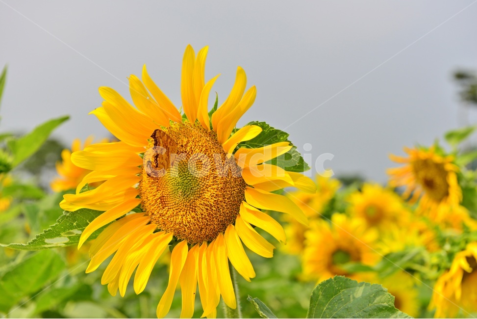 plant,식물,blossom,flower,꽃,sunflower,해바라기,고창,학원농장,해바라기밭,나비