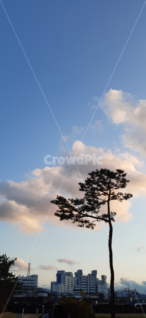nature,자연,outdoors,옥외,학교풍경,하늘,구름,나무,노을,풍경,저녁하늘