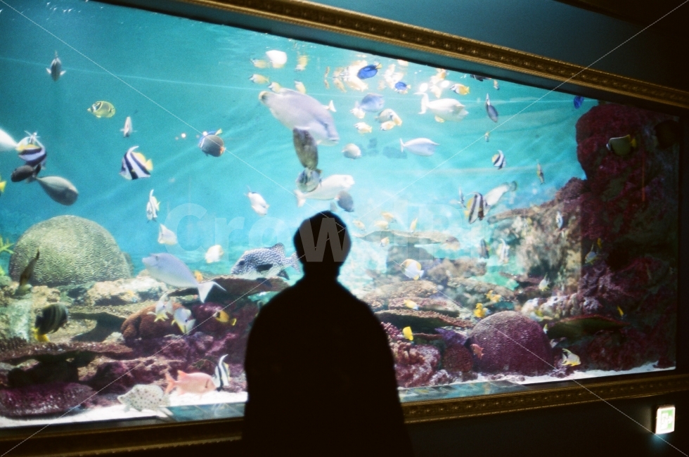 아쿠아리움,물고기,blue,필름사진,인물,model,모델,water,파란색,파란빛,열대어,빛,시선,뒷모습,명암,그림자,film,필름,감성,감정,emotion,human,feeling,액자,aquarium,수족관,동물,animal,어류,물고기,fish,사람,인물,인간,human,person,인물실루엣,사람실루엣,character silhouette,human silhouette,물,aquatic,물의,sea life,해양 생물