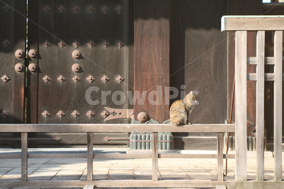 고양이,절고양이,길고양이,일본,여행,trip,travel,traveler,여행자,배낭여행,분위기,사찰,일본여행,해외여행,japen,cat,길거리,사진,architect,건축물,구조물,브라운,brown,나무,목조,해외,동물,animal,포유류,mammal,고양이,cat,kitten,kitty