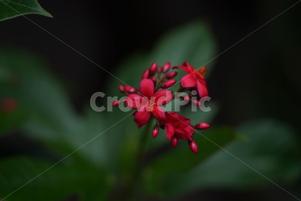 빨강,꽃,plant,flower,식물,들꽃,식물,자연,plants,nature,꽃,flower