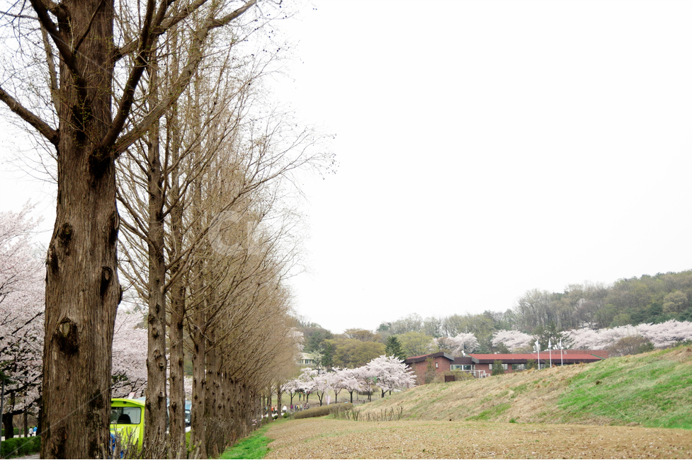 과천,과천대공원,어린이,벚꽃,코끼리,봄,계절,spring,season,자연,풍경,nature,landscape,한국자연풍경,한국자연경관,korea nature landscape,outdoors,옥외