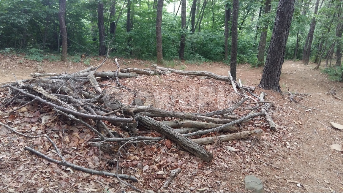 향적산,등산,숲,나무,가지모음,자연,풍경,nature,landscape,나무,trees,wood,ground,바닥,tree,plant,식물