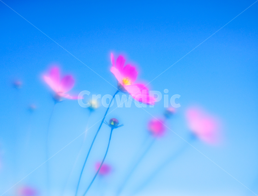 꽃,야생화,코스모스,가을,식물,자연,가을,계절,fall,autumn,season,식물,자연,plants,nature,꽃,flower,색깔,색상,색채,색감,color sense,color sensitivity,feeling of color,plant
