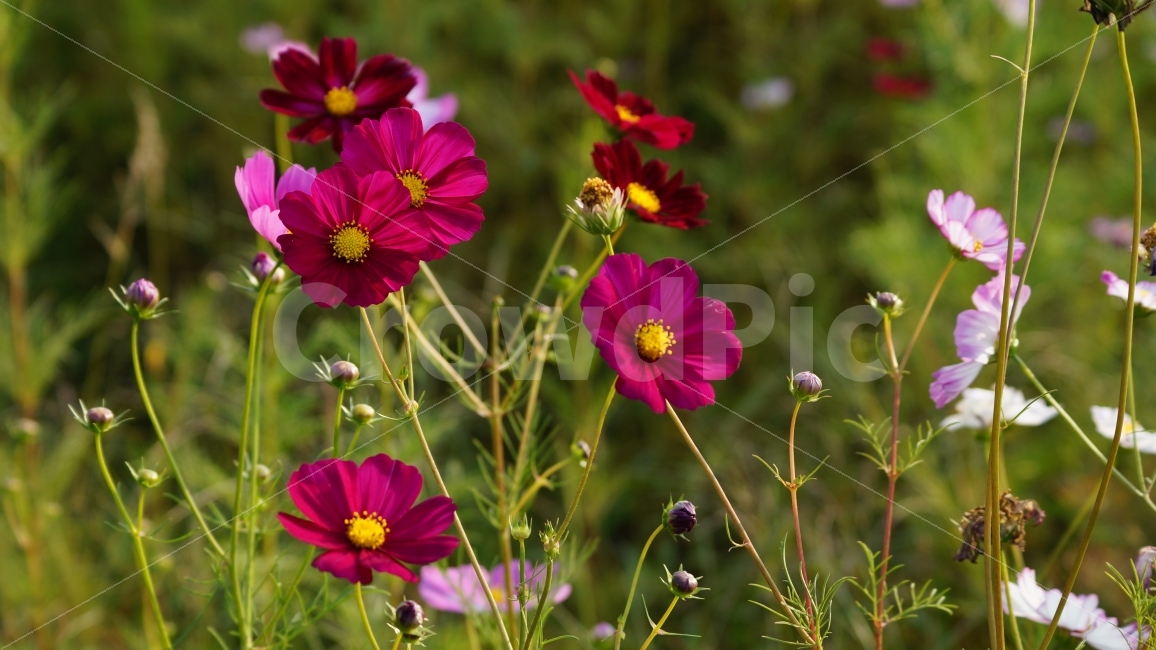 코스모스,가을,꽃,꽃사진,식물,가을,계절,fall,autumn,season,식물,자연,plants,nature,꽃,flower,geranium,제라늄,blossom,plant
