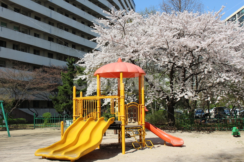 놀이터,벚꽃,꽃,감성,미끄럼틀,봄,계절,spring,season,놀이공원,놀이동산,놀이터,amusement park,playground