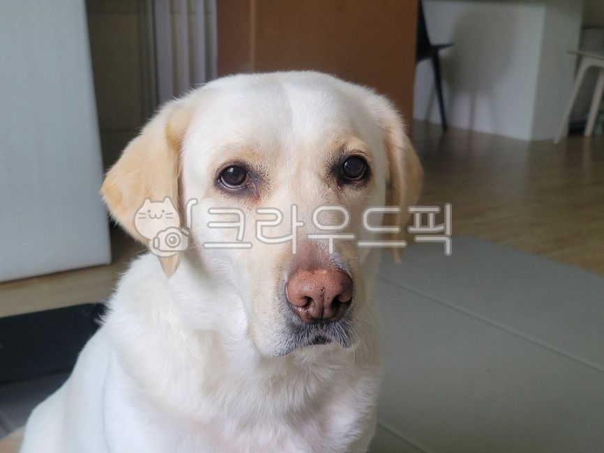 강아지,레브라도,리트리버,레브라도리트리버,개,흰색강아지,크림색,dog,pet,애완동물,동물,래브라도리트리버