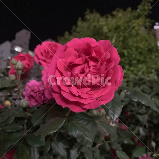 rose,장미,식물,꽃,flower,plant