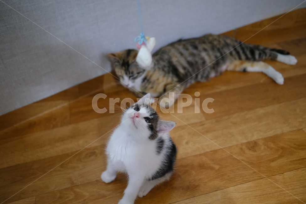 애완동물,반려동물,고양이,아깽이,새끼고양이,cat,동물,animal,포유류,mammal,고양이,cat,kitten,kitty