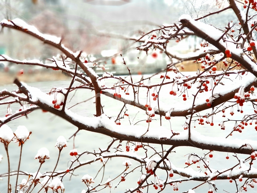 겨울,겨울열매,열매,겨울풍경,눈,겨울,계절,winter,season,식물,자연,plants,nature,나무,trees,wood,과일,열매,fruit