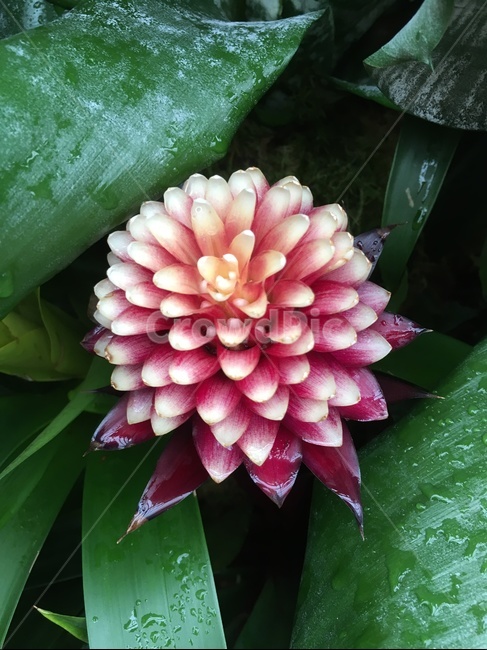 꽃,식물,자연,nature,flower,물방울,blossom,식물,자연,plants,nature,꽃,flower