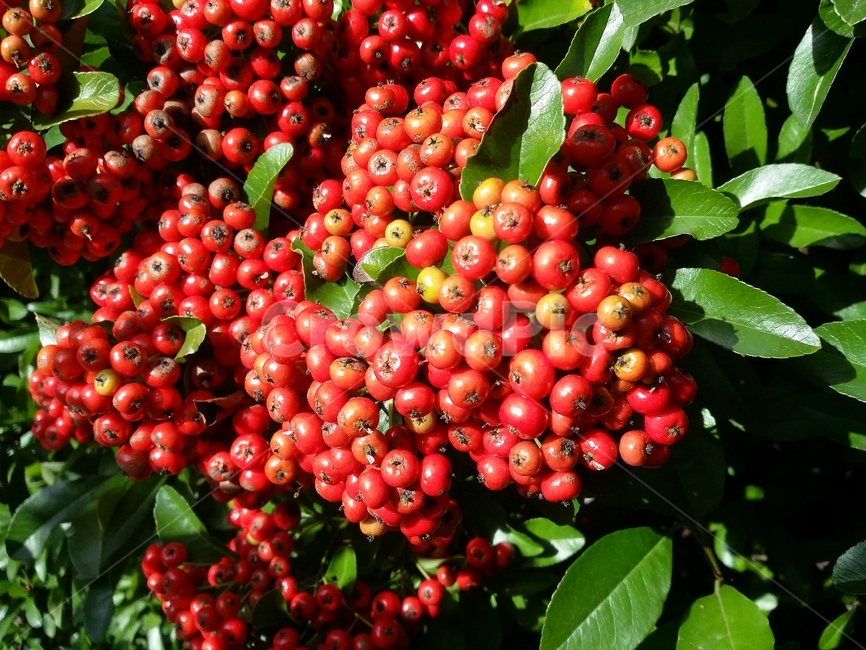 plant,식물,자연,열매,잎,과일,열매,fruit