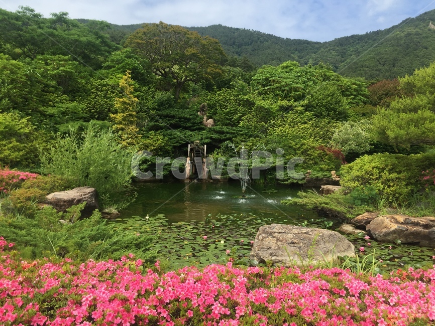 꽃,꽃놀이,자연,풍경,봄,봄,계절,spring,season,자연,풍경,nature,landscape,water,물,outdoors,옥외