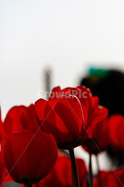 튤립,정원,꽃,식물,튤립정원,봄,계절,spring,season,식물,자연,plants,nature,꽃,flower,plant,blossom