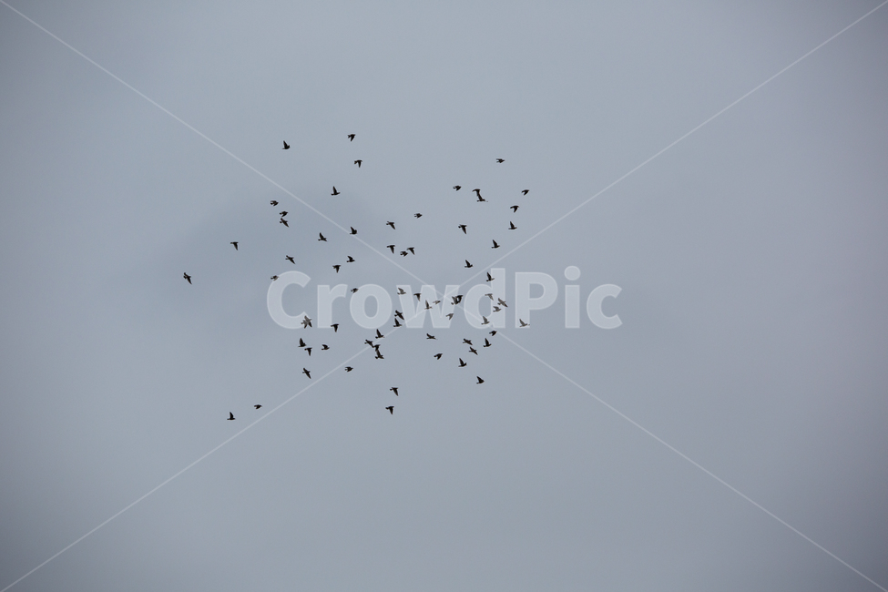 새,새떼,자연,동물,bird,animal,동물,animal,조류,새,birds