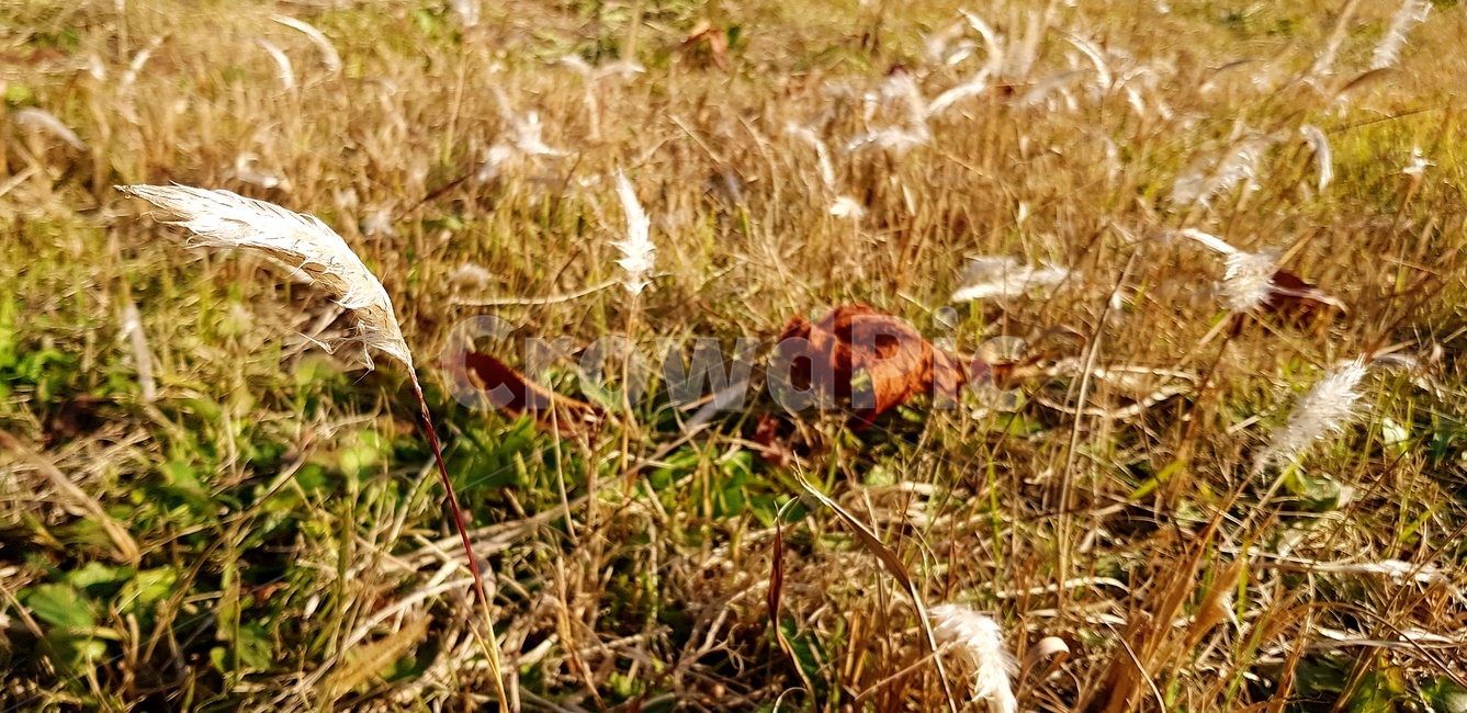 식물,갈대,잎,가을,자연,잔디,식물,자연,plants,nature