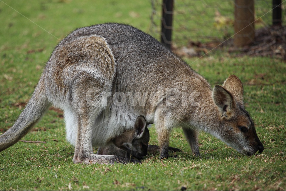 왈라비새끼,엄마왈라비,새끼주머니,와일드라이프,새끼왈라비,wildlife,wallaby,motherwallaby,babywallaby,australia,동물,animal,포유류,mammal