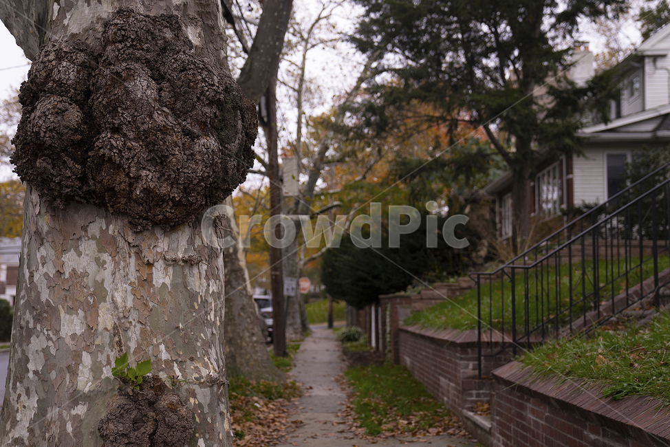 tree,나무,나무줄기,plant,식물,treetrunk