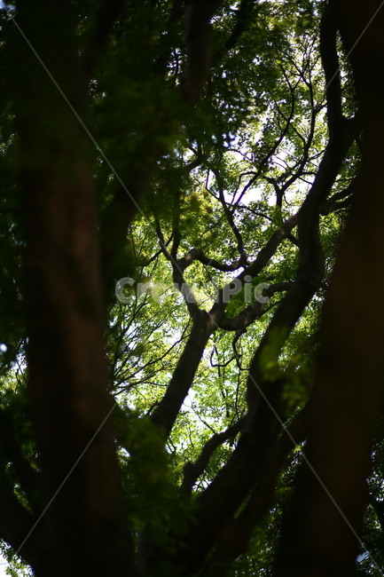 tree,나무,plant,나무줄기,식물,식물,자연,plants,nature,나무,trees,wood