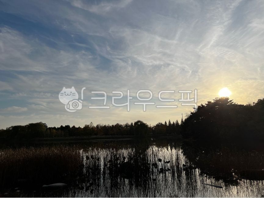 sky,pond,nature,woodland,reed,tree,swamp,water,small forest,grove,outdoors,sunset