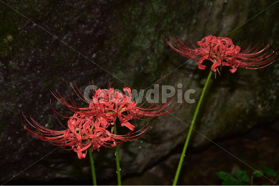 상사화,불갑사,선운사,수선화과,관상용,과부꽃,이루어질수없는사랑,magiclily,resurrectionlily,원산지한국,사찰주변,식물,자연,plants,nature,꽃,flower