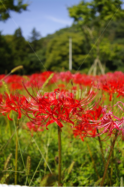 꽃,꽃무릇,가을,flower,color,식물,자연,plants,nature,꽃,flower