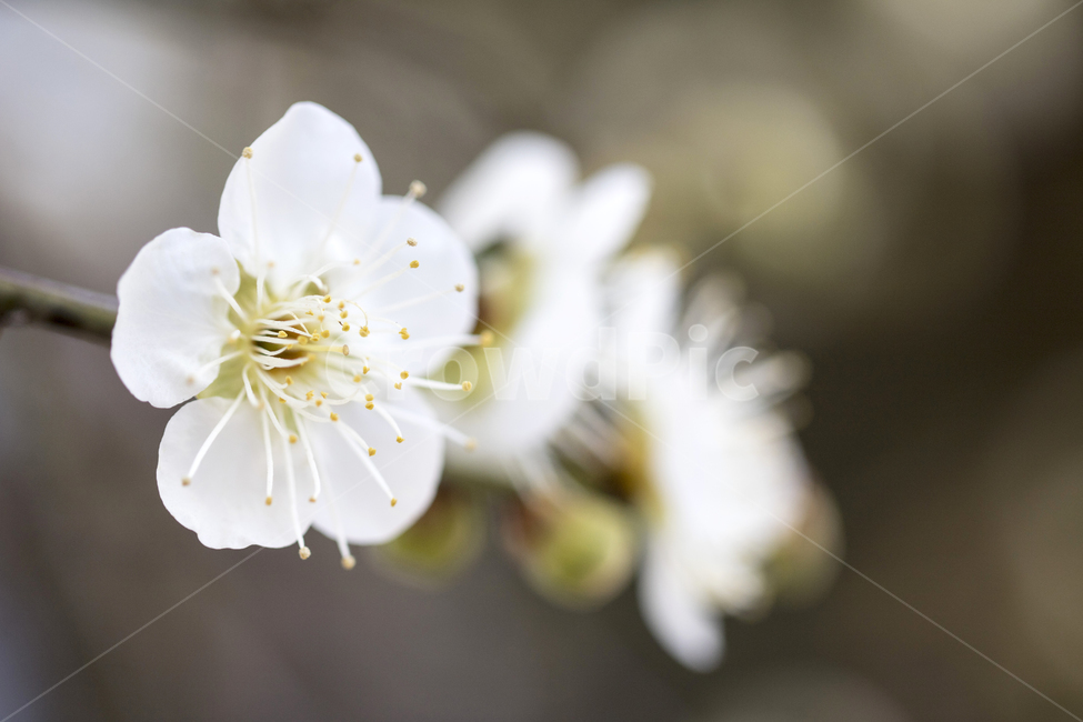 매화,매화꽃,매화나무,푸른하늘,봄,봄꽃,꽃,봄,계절,spring,season,식물,자연,plants,nature,꽃,flower,plant