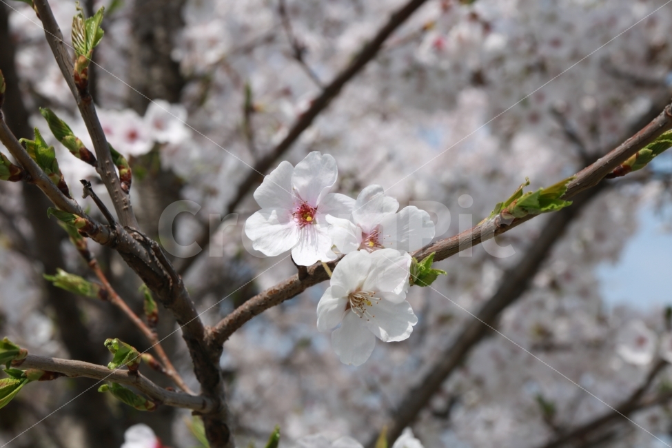 대전,엑스포아파트,벛꽃,나무,감성,풍경,꽃,봄,봄,계절,spring,season,식물,자연,plants,nature,꽃,flower,plant,blossom,cherry blossom,벚꽃