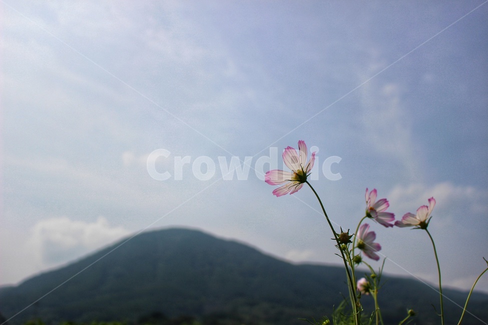 가을,코스모스,자연,비치는,투명한,산,배경,cosmos,autumn,화창,시원,petal,식물,자연,plants,nature,꽃,flower