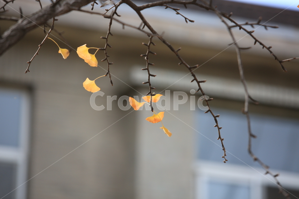 은행나무,은행잎,나무,식물,노랑,가을,계절,fall,autumn,season,식물,자연,plants,nature,leaf,잎,plant