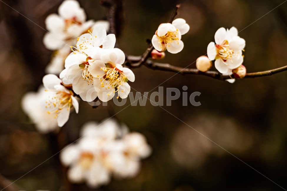 매화,매화꽃,매실꽃,백매화,흰매화,봄,계절,spring,season,식물,자연,plants,nature,꽃,flower,plant