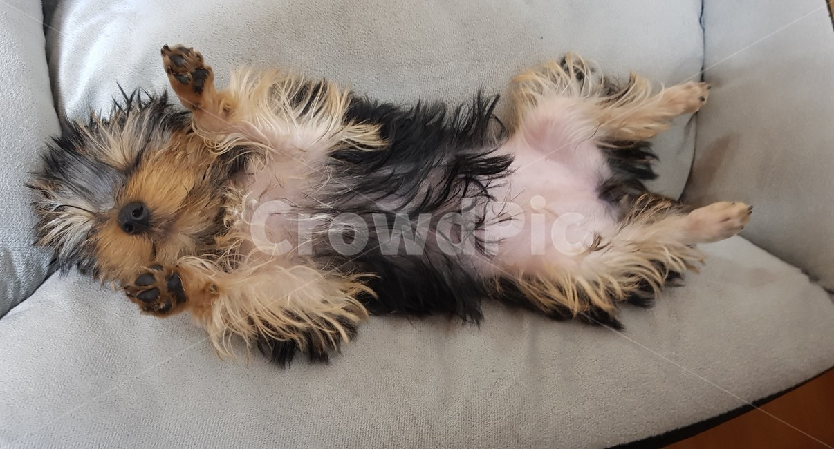 강아지,애완동물,요크셔테리어,요키,낮잠,동물,animal,포유류,mammal,개,강아지,dog,doggy