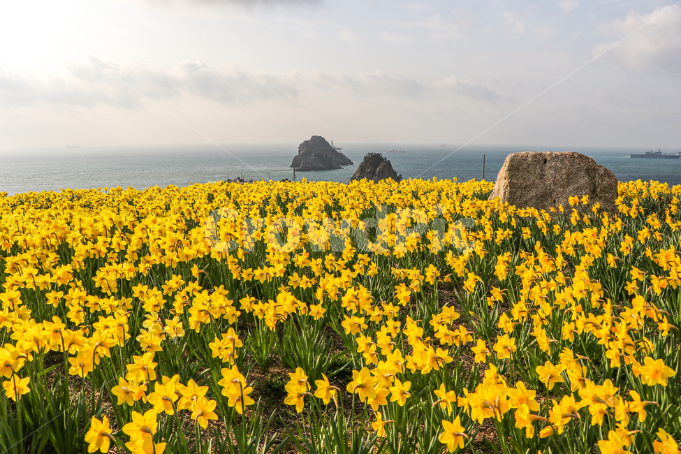 수선화,꽃,flower,plant,식물,grassland,들,nature,field,옥외,outdoors,자연,countryside,farm,목초지,meadow,농촌,rural,농장,식물,자연,plants,nature,꽃,flower,풍경,landscape