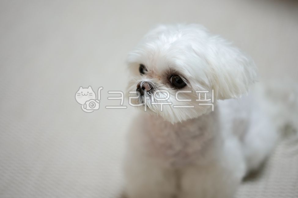 강아지,말티즈,몰티즈,반려동물,애완동물,개,animal,dog