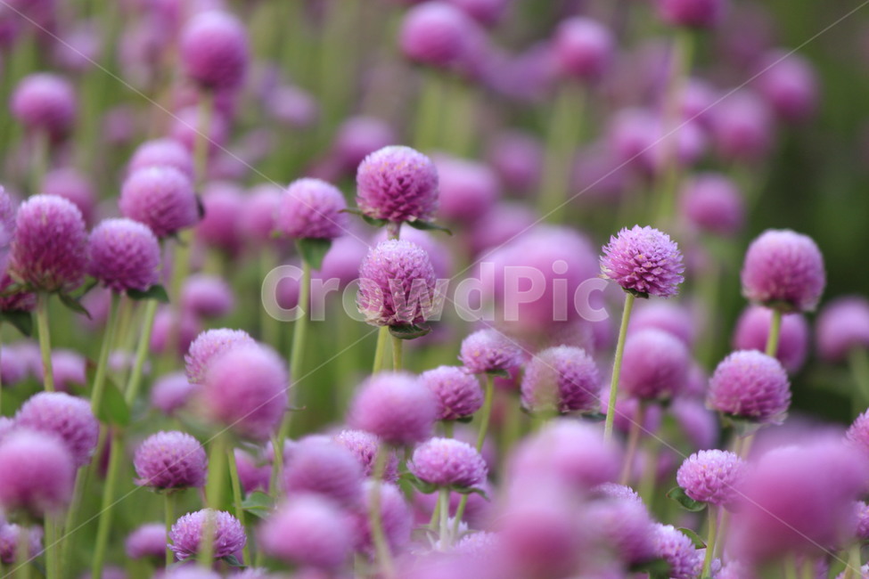 천일홍,꽃,자연,식물,꽃무리,보라,감성,plant,flower,가을,식물,자연,plants,nature,꽃,flower