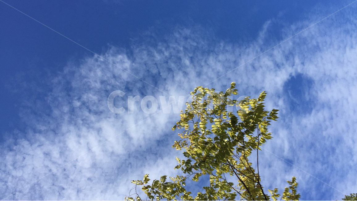 구름,하늘,자연,cloud,sky,파란하늘,bluesky,맑은하늘,구름사진,나뭇잎,leaf,leaves,nature,자연,풍경,nature,landscape,tree,나무,plant,식물