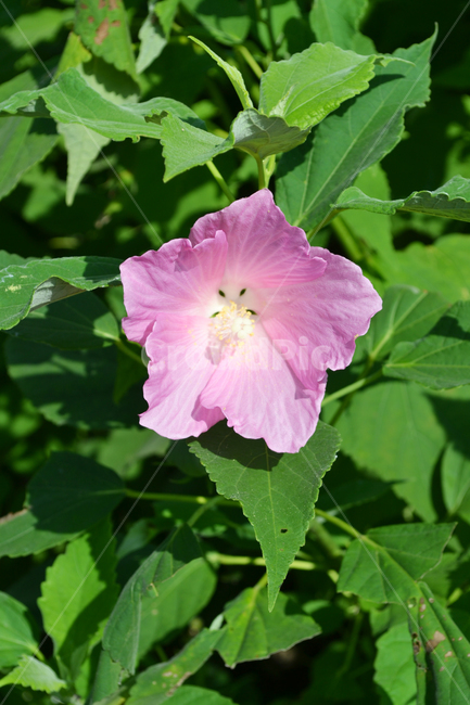 꽃,식물,자연,하와이무궁화,히비스커스,hawaiianhibiscus,hibiscus,flower,식물,자연,plants,nature,꽃,flower