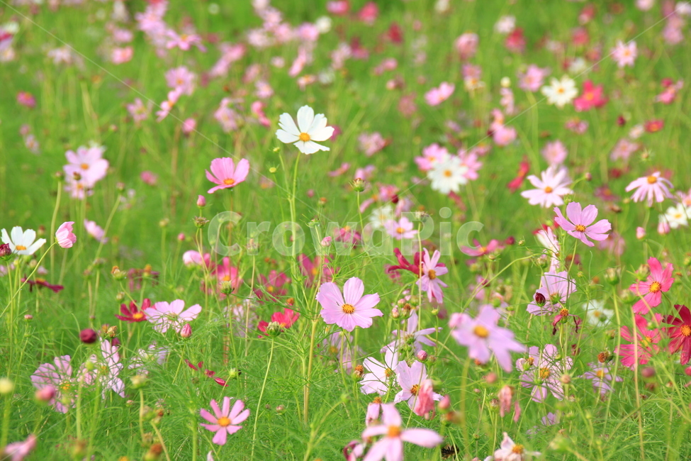 식물,푸른,초록색,초록잎,풀,감성,자연,들판,초원,코스모스,flowers,flower,꽃,계절,여름,7월,plants,nature,emotion,가을,계절,fall,autumn,season,식물,자연,plants,nature,꽃,flower,blossom,petal,꽃잎,plant