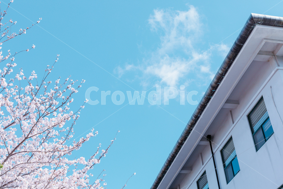 벚꽃,건물,봄,하늘,상쾌함,구름,자연,풍경,봄,계절,spring,season,건축물,건물외관,exterior,building,structure,architecture,construction
