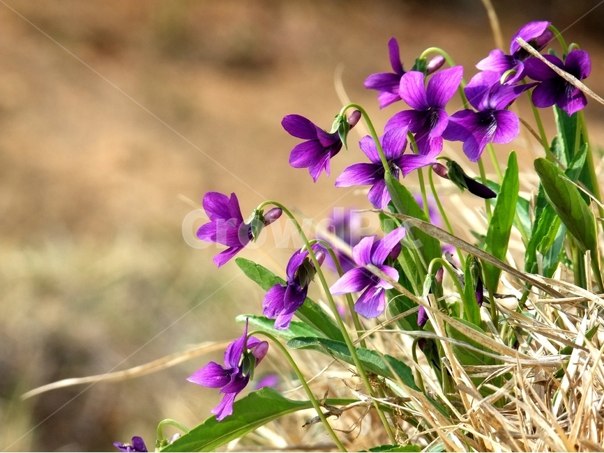 제비꽃,오랑캐꽃,봄꽃,보래색꽃,보라색제비꽃,식물,자연,plants,nature,꽃,flower